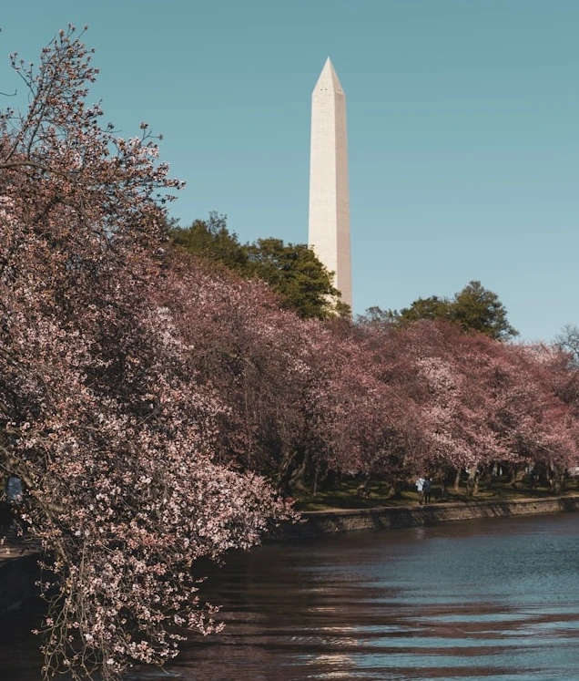 Washington Monument overlooking spring cherry blossoms in Washington, DC
