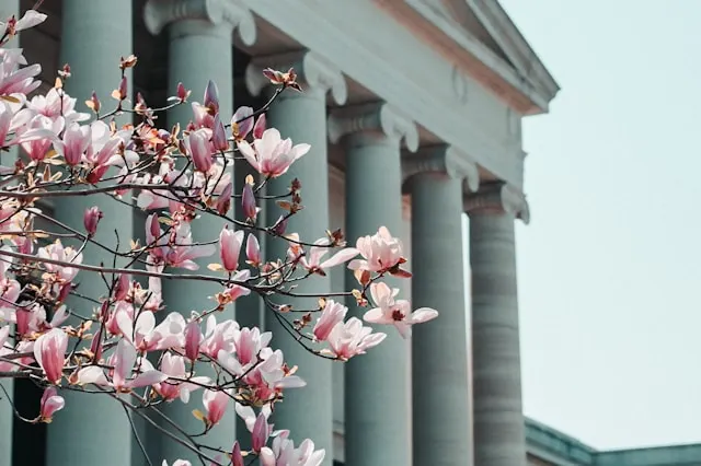 Magnolia blossoms beside neoclassical courthouse columns in Washington, DC